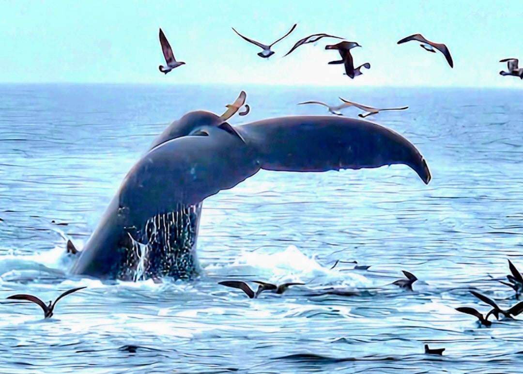 Marcia-V.---Captivating-Cape-Cod---Provincetown-Whale-Watching-Cruise